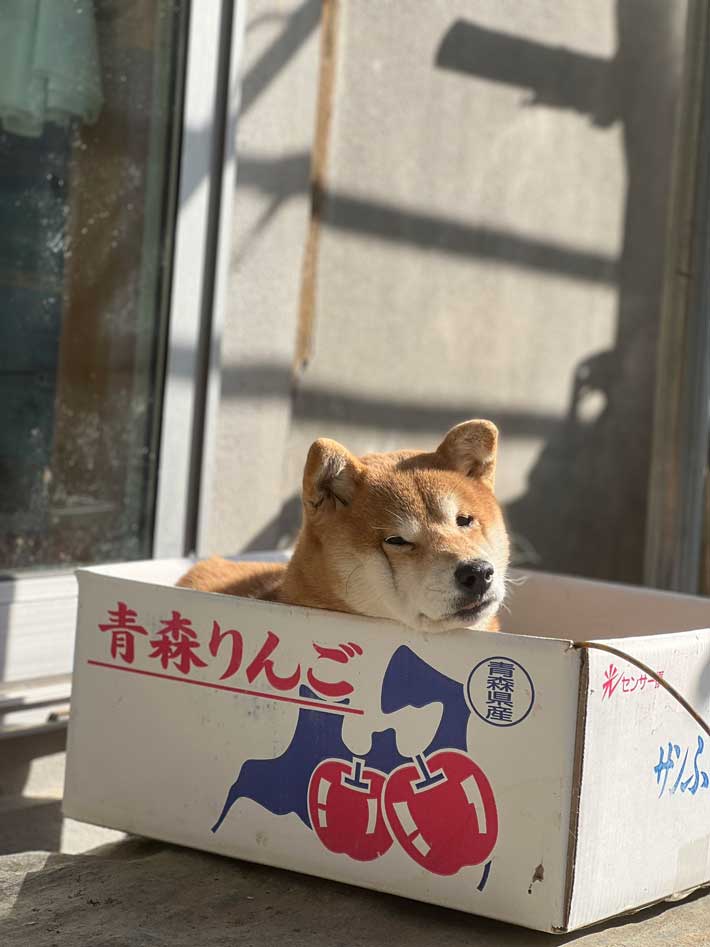 柴犬の写真