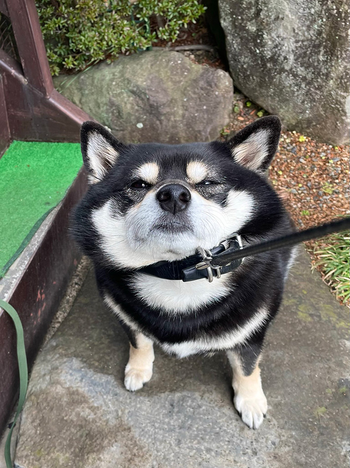 柴犬の写真