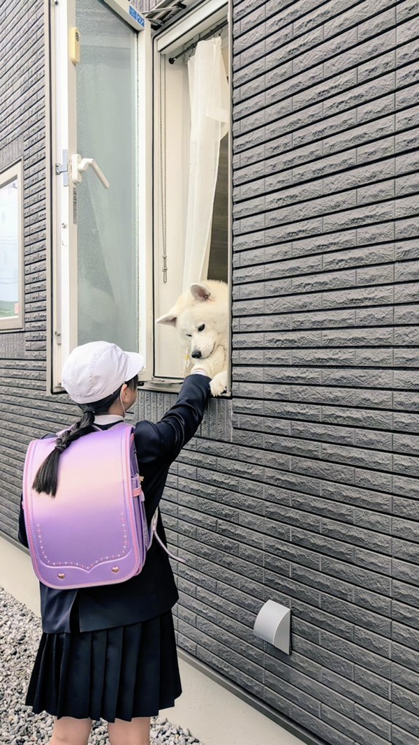 秋田犬と小学生の写真