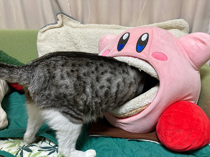 カービィと猫の写真