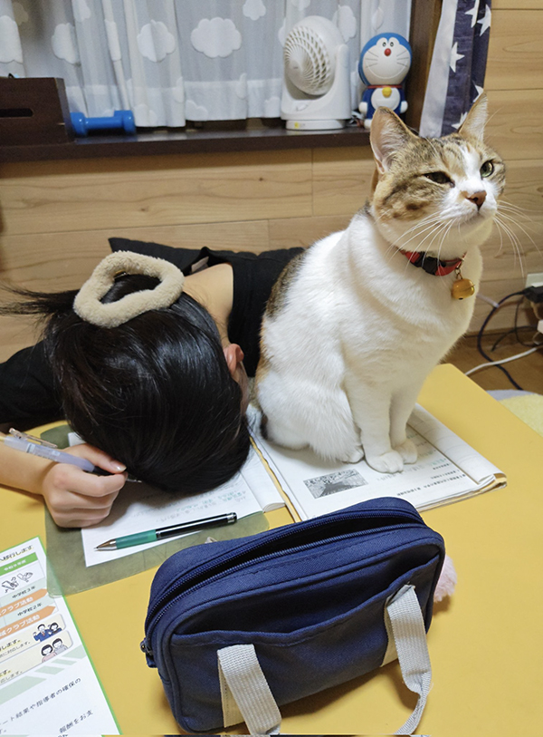 こたつに入る中学生と猫の写真