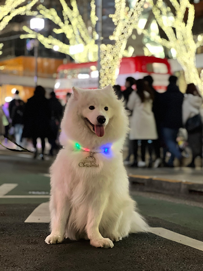 犬の写真