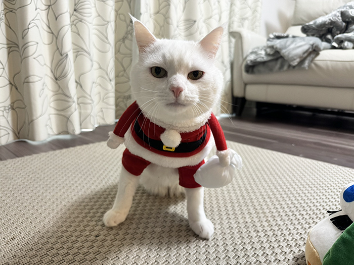 サンタ服を着た猫の写真