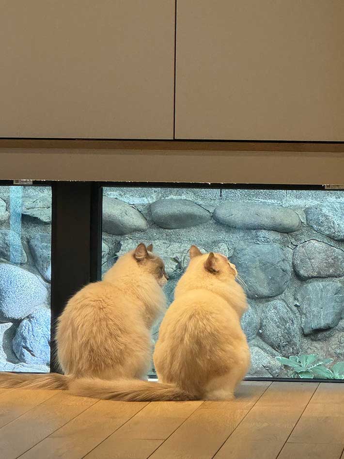 ２匹の猫の写真