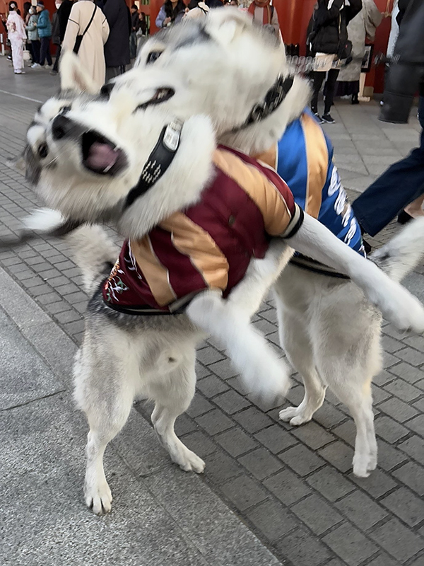 浅草にいるシベリアンハスキーの写真