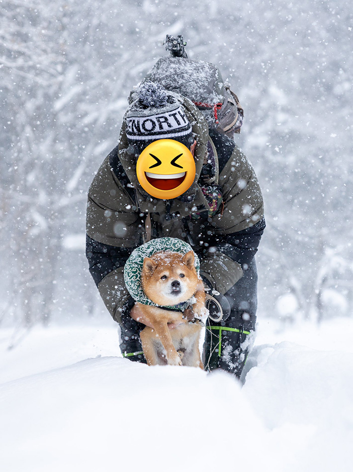 柴犬の写真