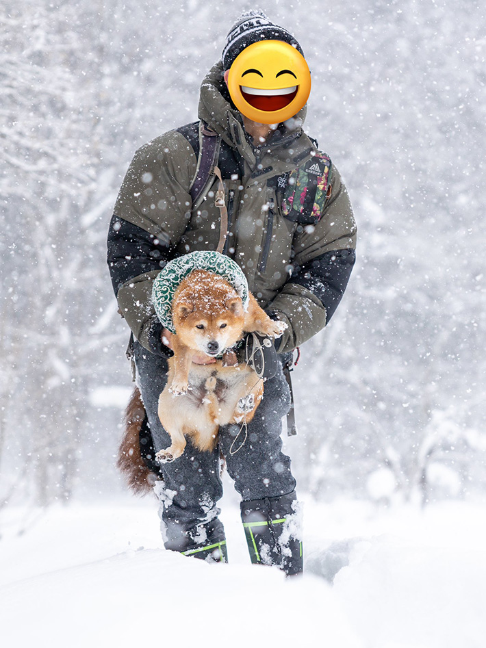 柴犬の写真