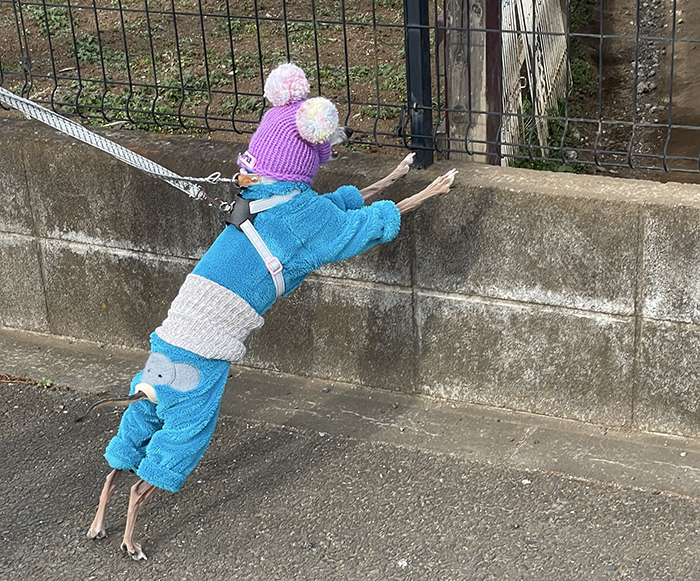 散歩中の犬の写真