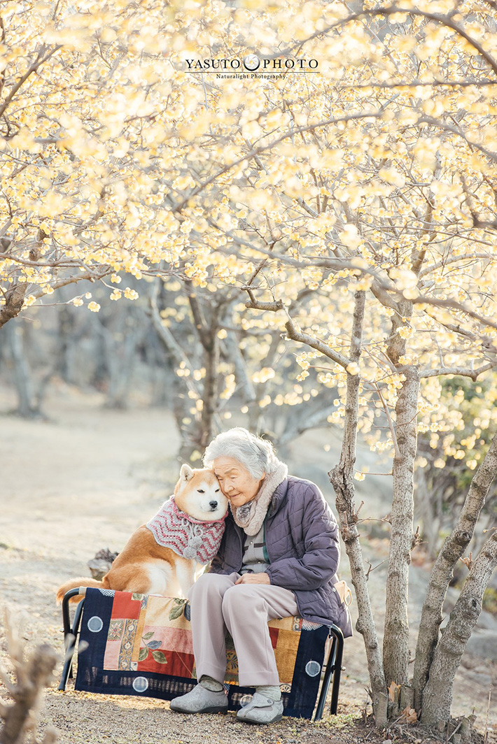 おばあちゃんと柴犬の写真