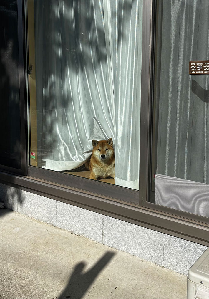 柴犬の写真