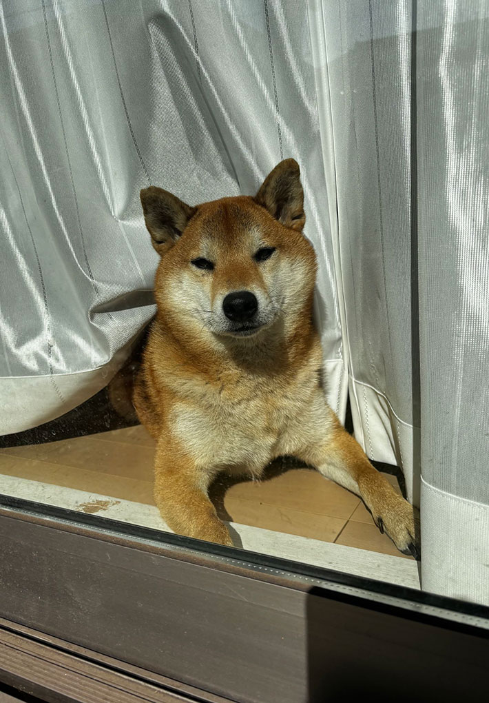 柴犬の写真