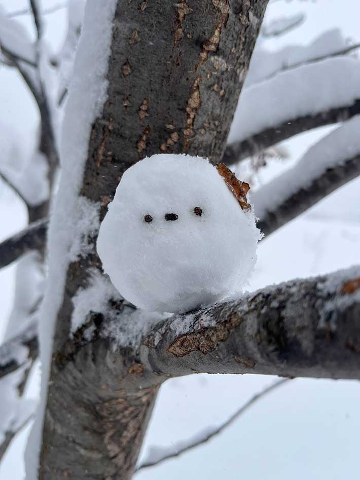 シマエナガの雪玉