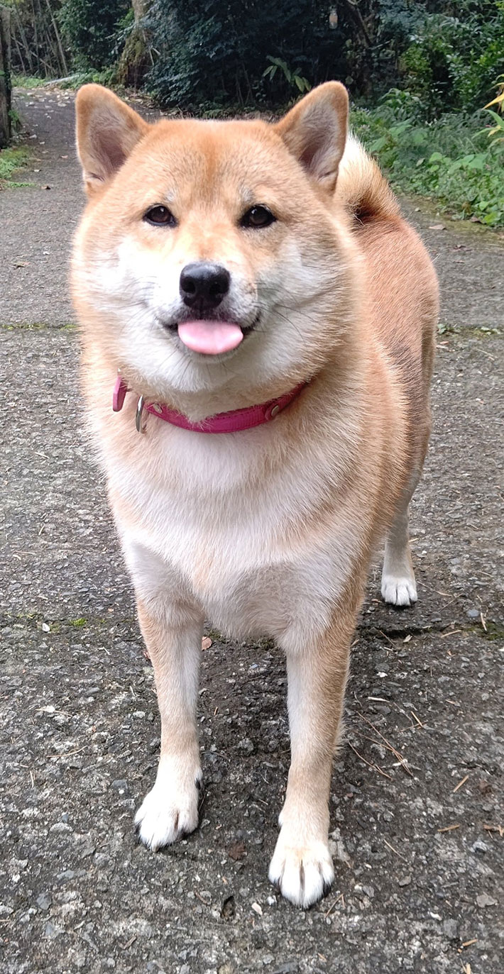 柴犬の写真