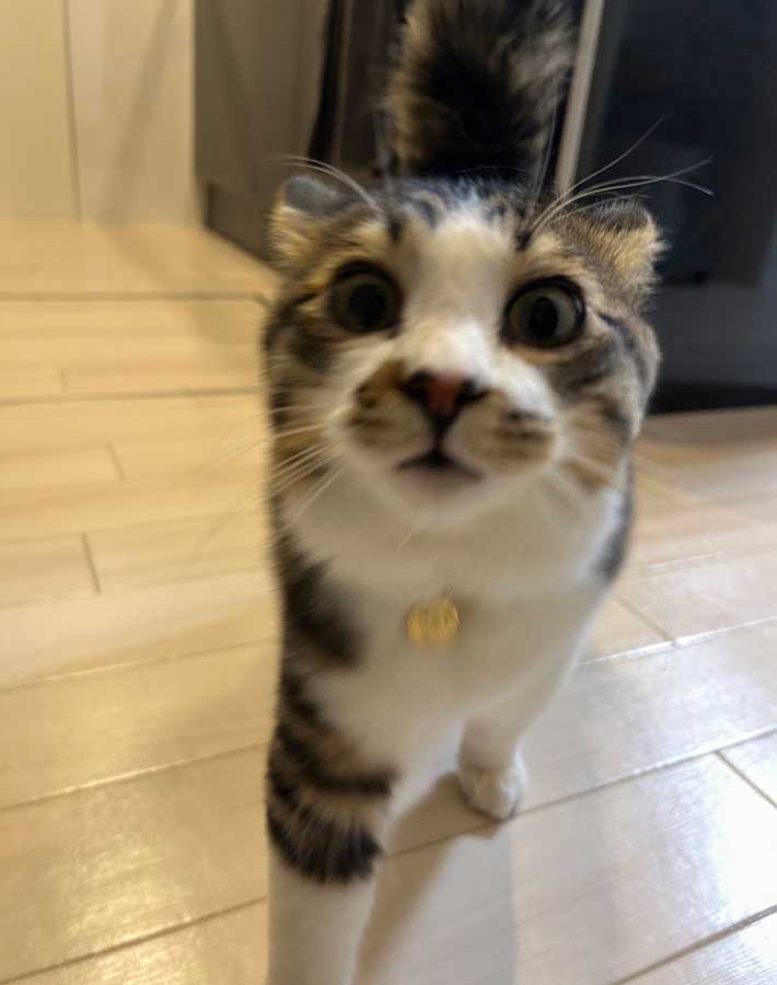 猫の写真