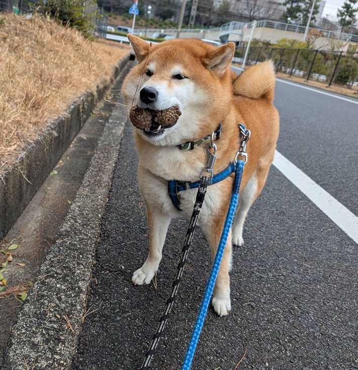 柴犬の写真