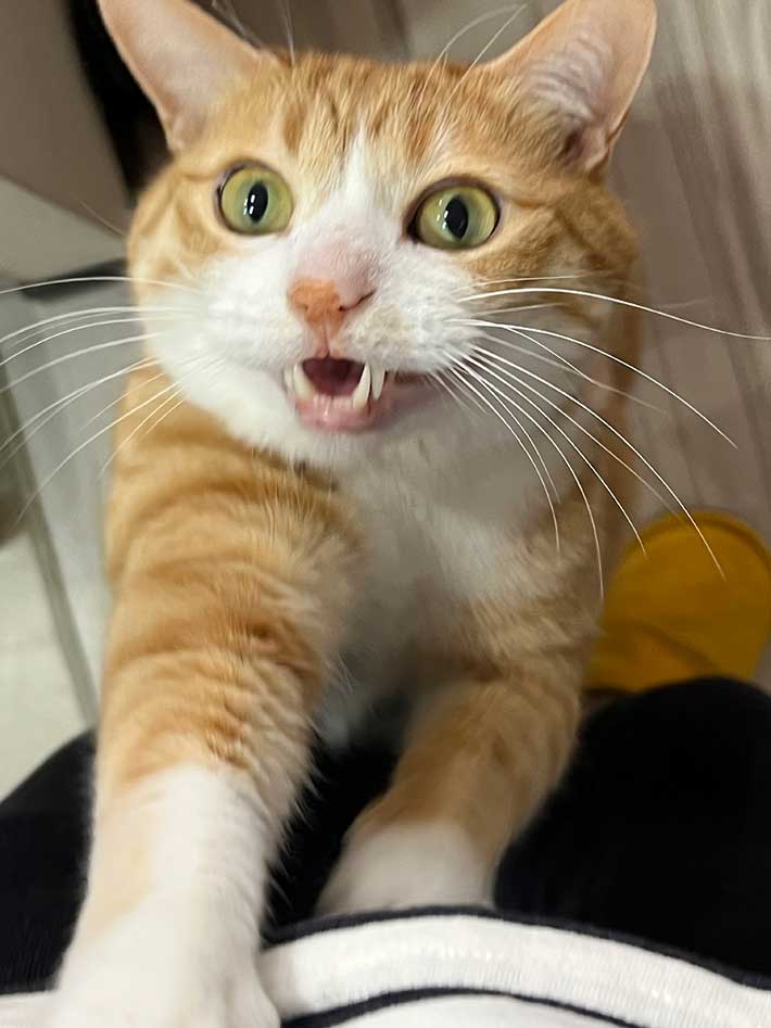 猫の写真