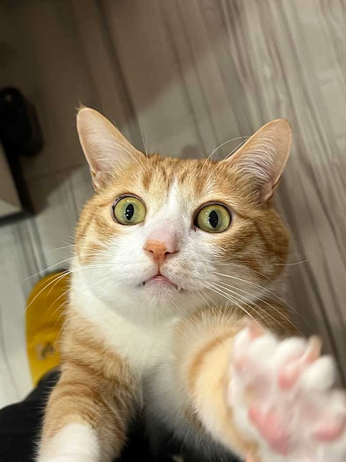 猫の写真