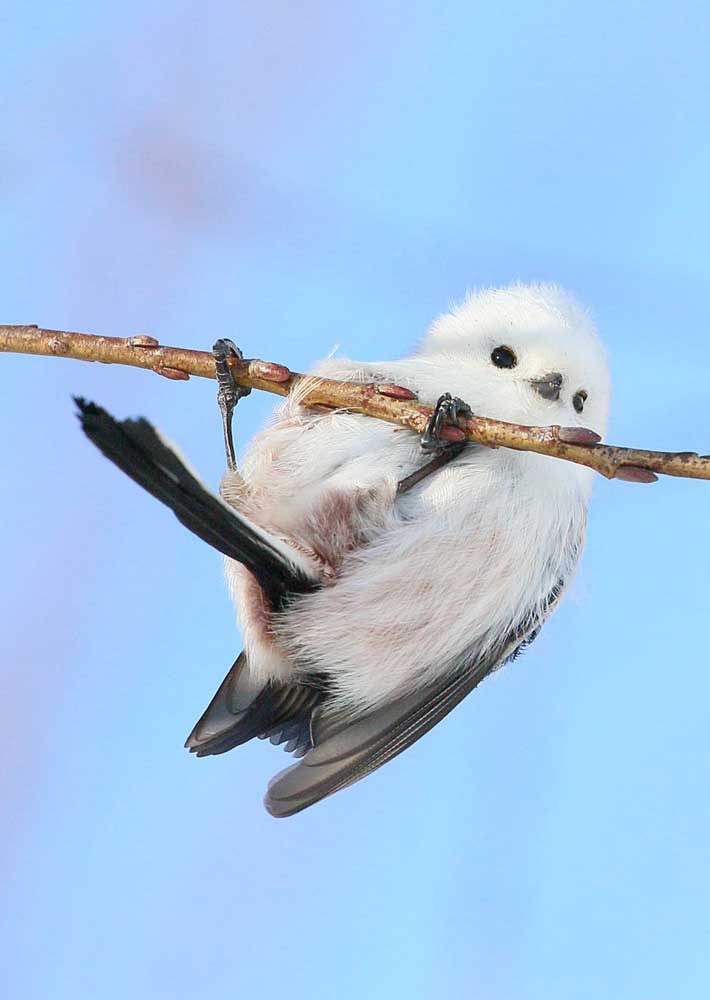 シマエナガの写真