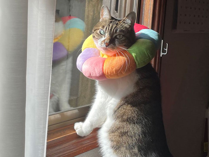 猫の写真