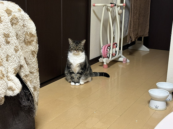 猫の写真