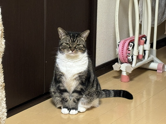 猫の写真