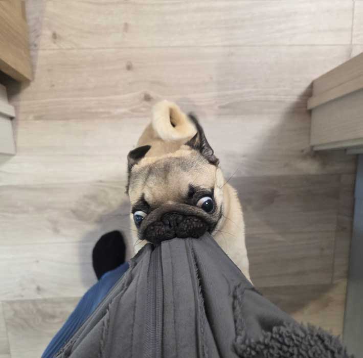 パグの写真