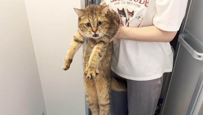 猫の写真