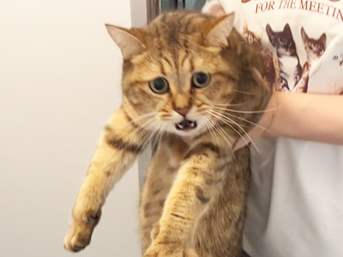 猫の写真