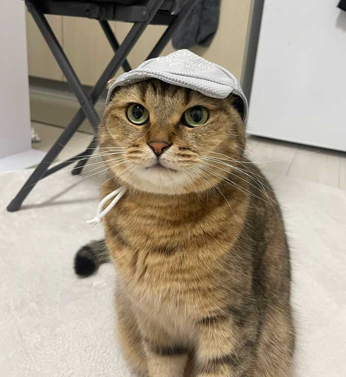 猫の画像