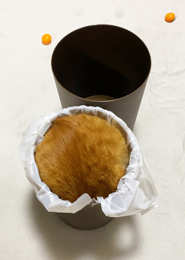 ゴミ箱に入る猫