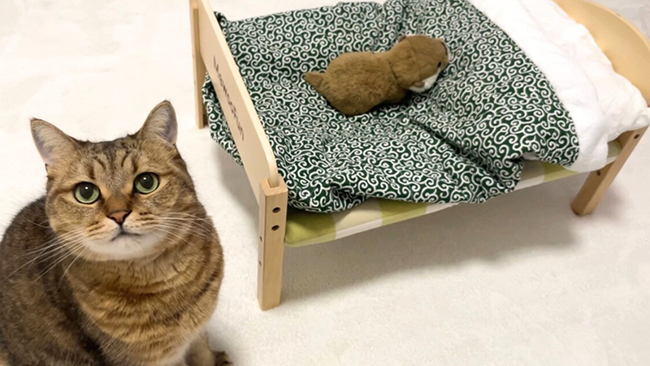 猫のベッドとぬいぐるみ