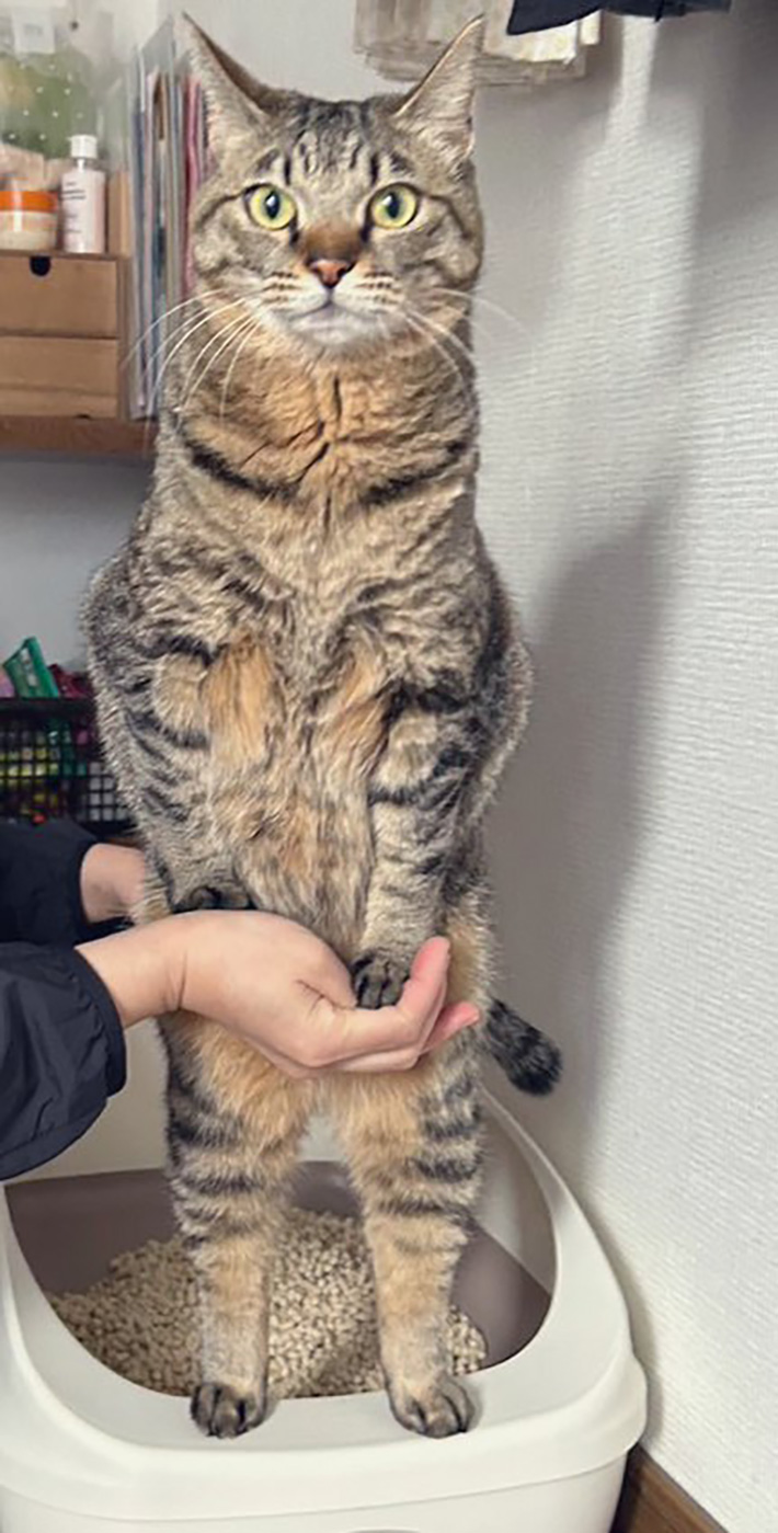 猫の写真