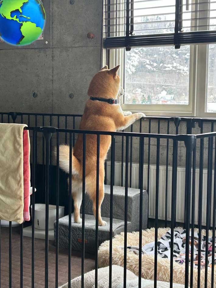 犬の画像