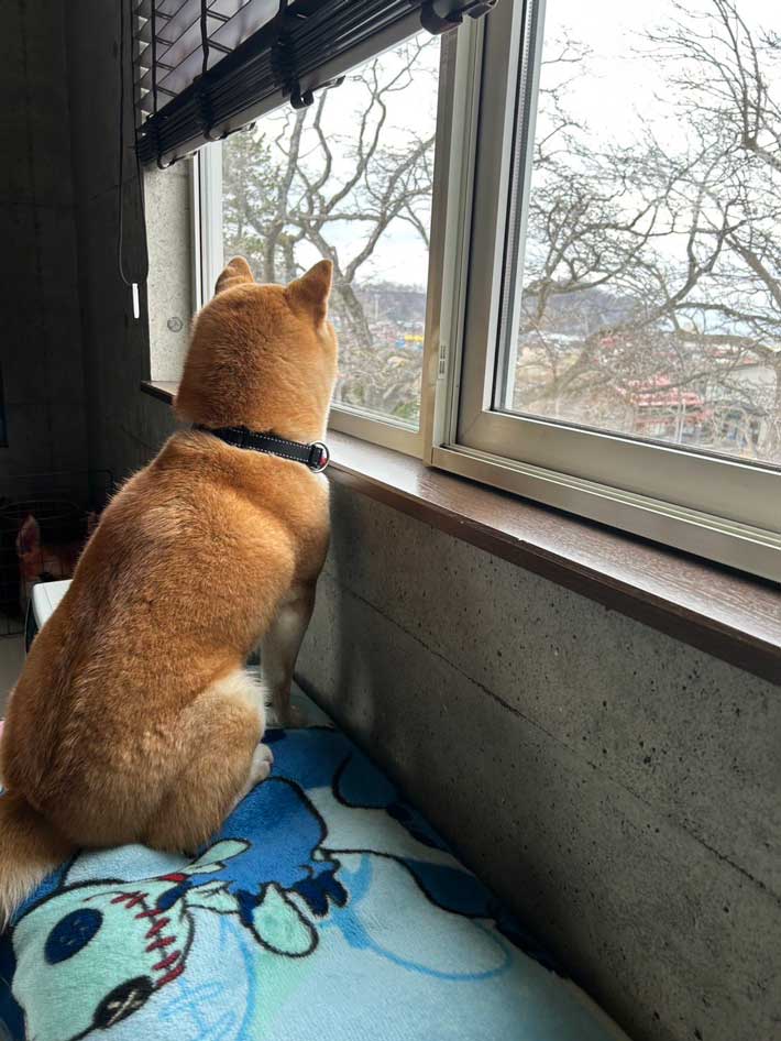 犬の画像