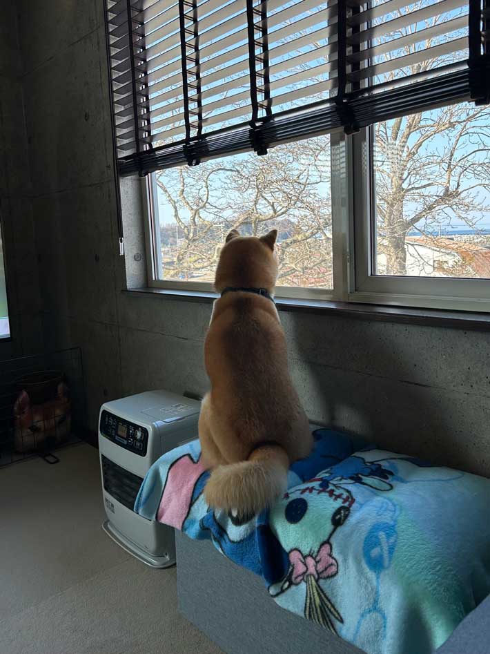 犬の画像
