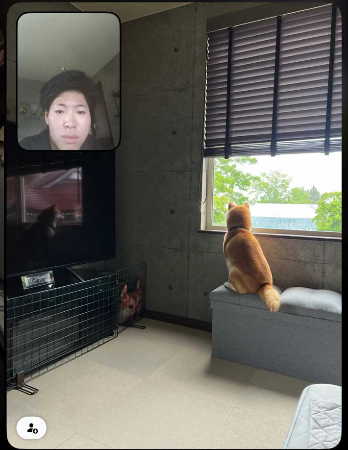 犬の画像