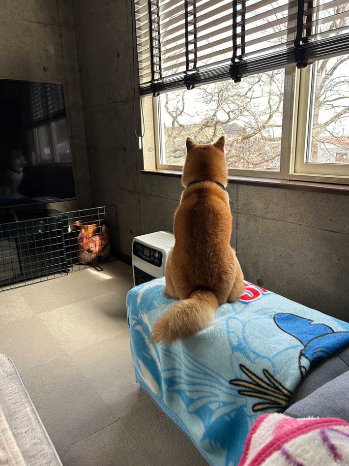 犬の画像