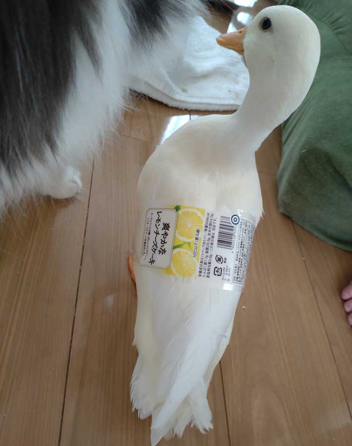 コールダックの写真