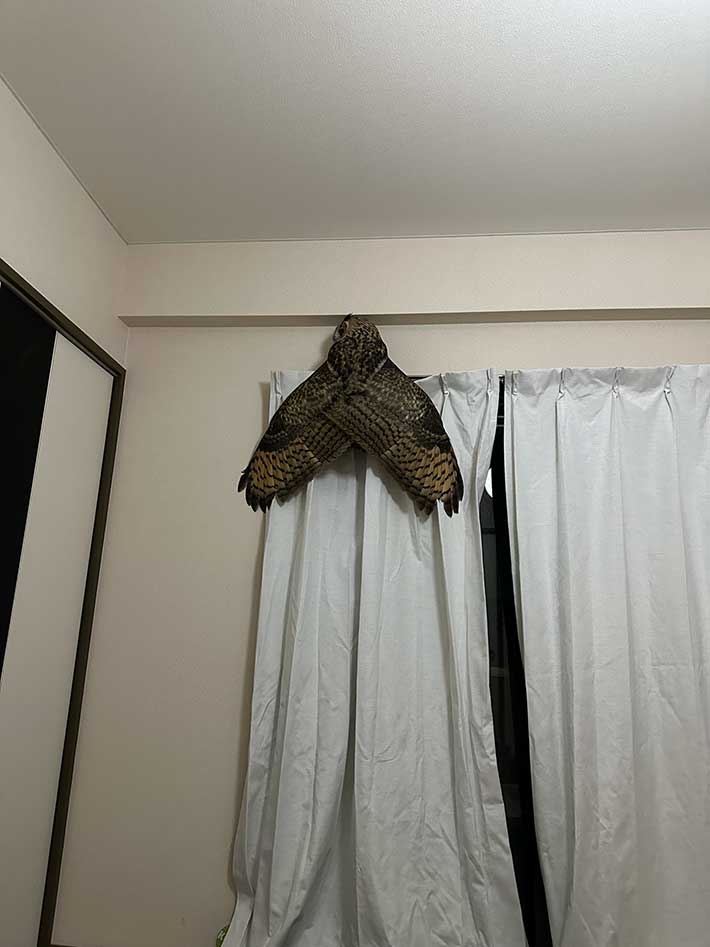 フクロウ