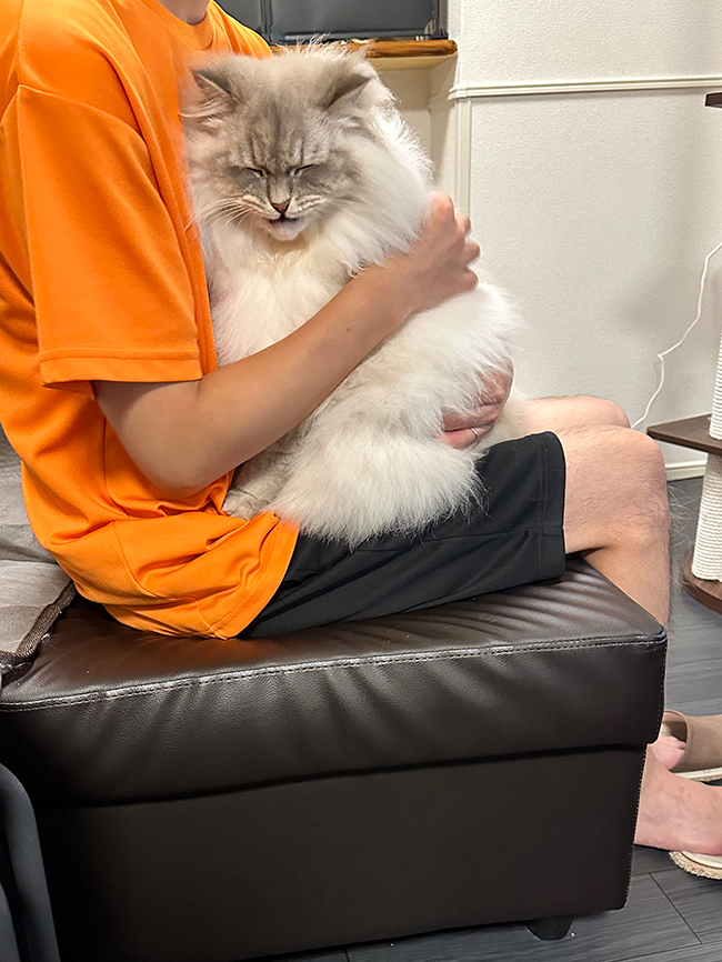 猫