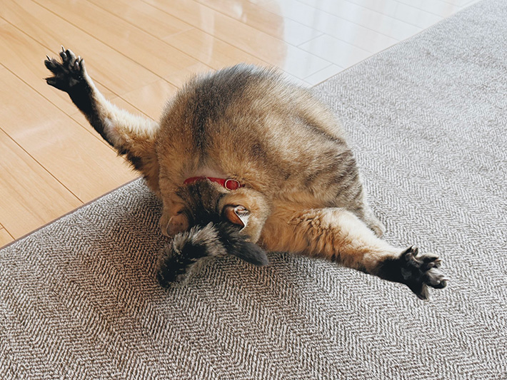 猫の写真
