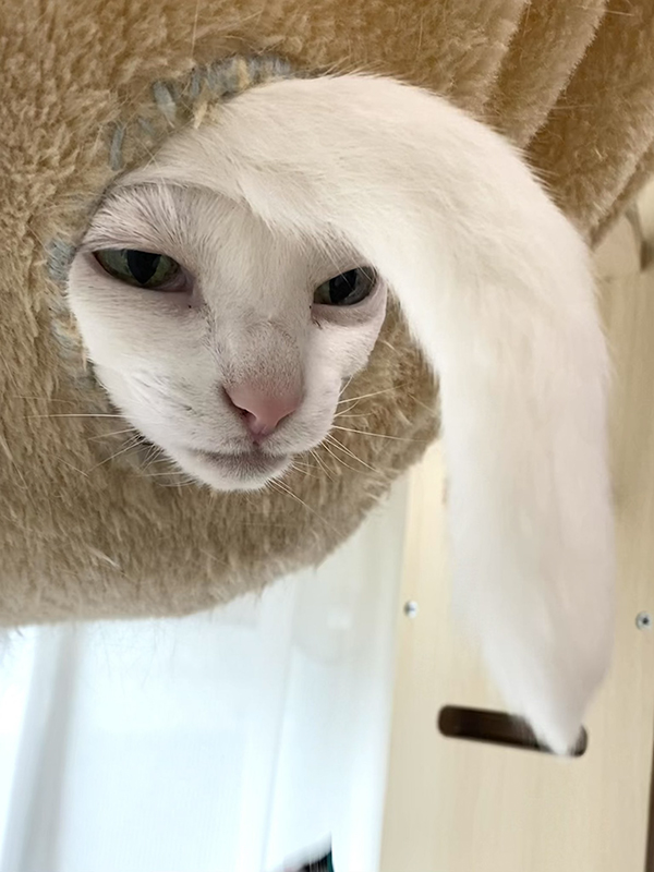 猫の写真