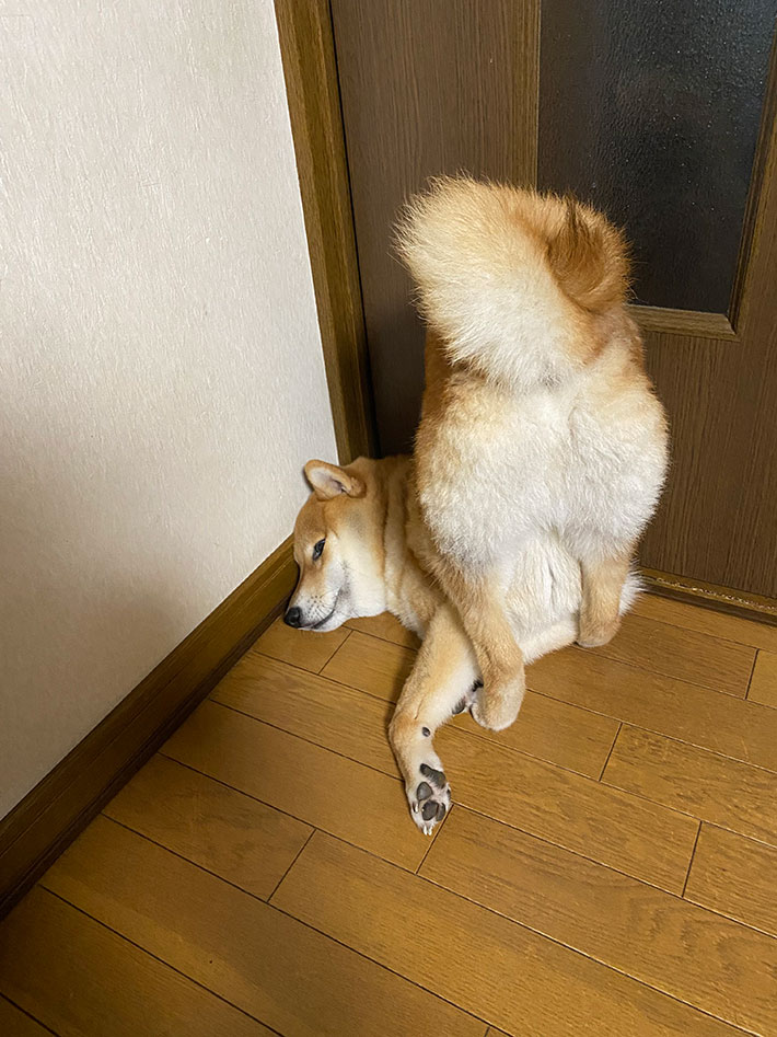 柴犬の写真