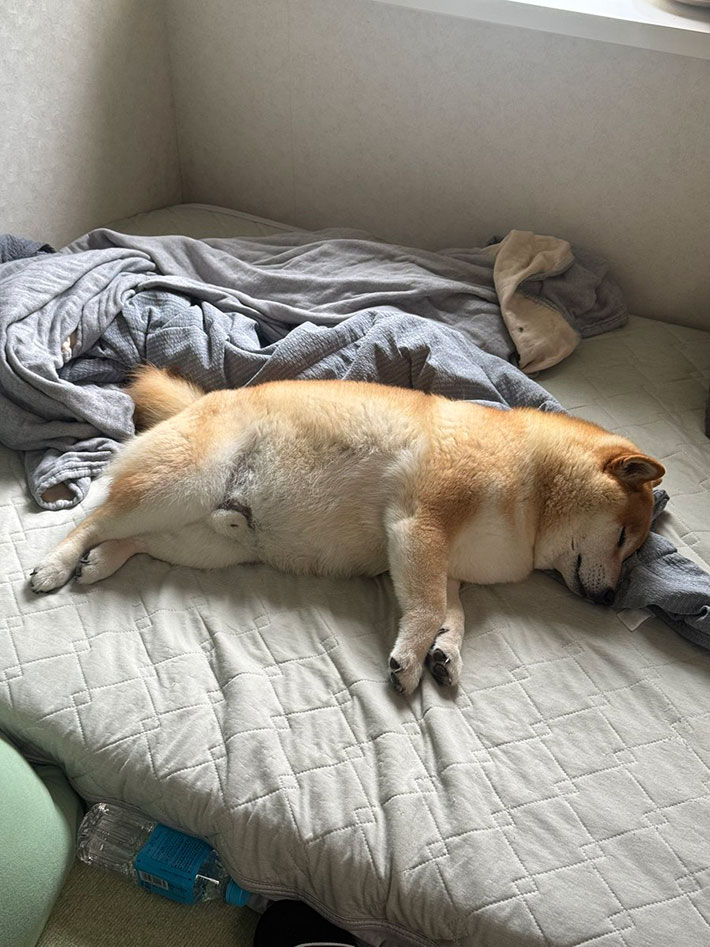 柴犬の写真