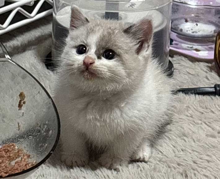 猫の画像
