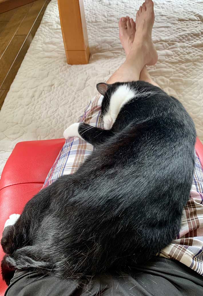 猫の写真