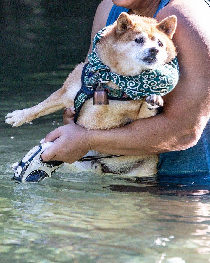 柴犬の写真