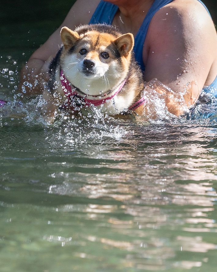 柴犬の写真