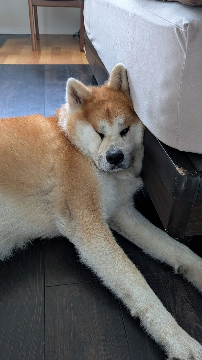 秋田犬の写真