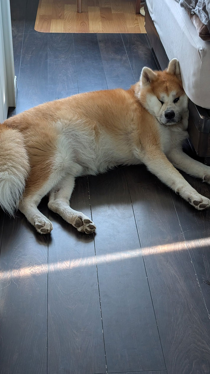 秋田犬の写真